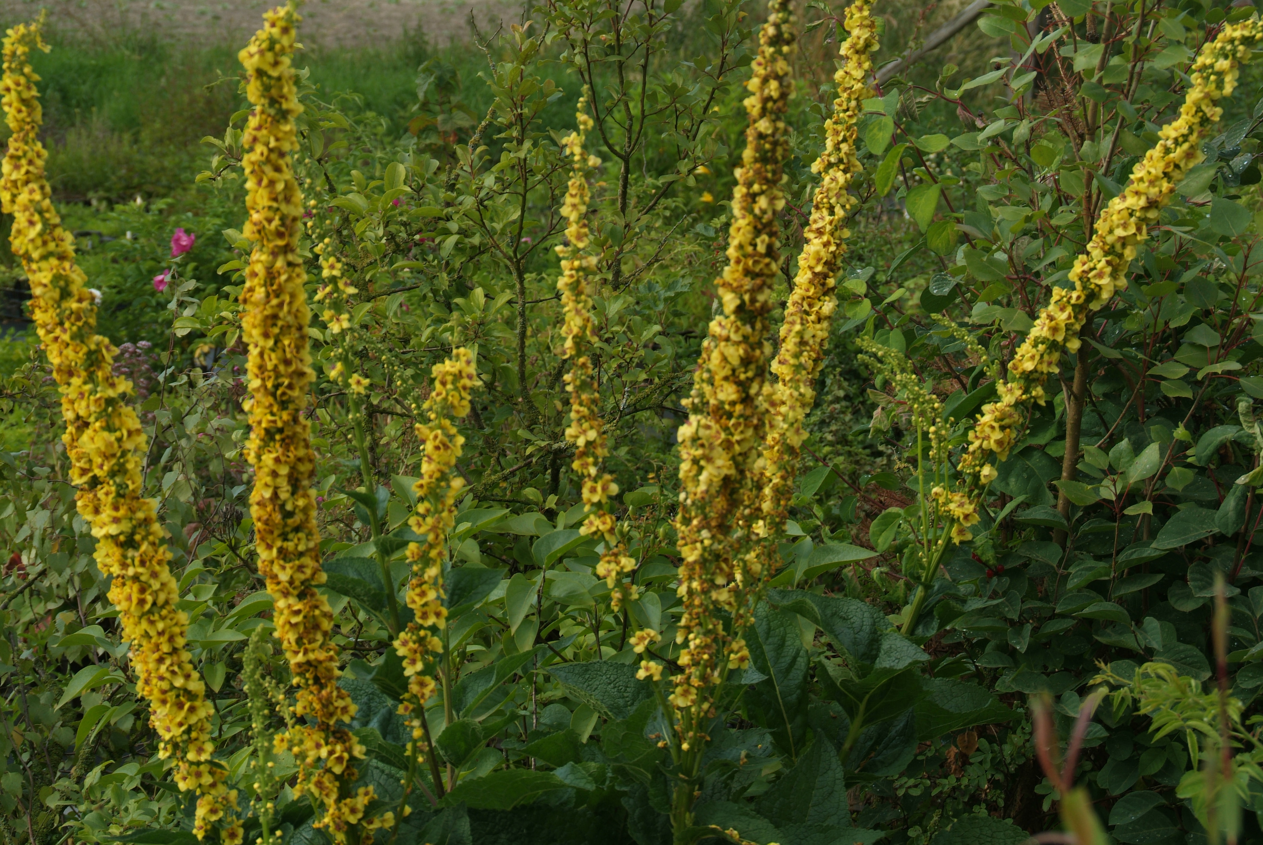 Verbascum nigrumZwarte toorts bestellen